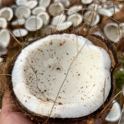 Semi Husked Coconut – 800–1200g – Indonesia Origin - Image 5