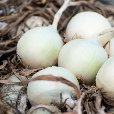 WHITE ONION by SD Vyom Exim