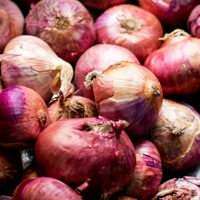 RED ONION by SD Vyom Exim