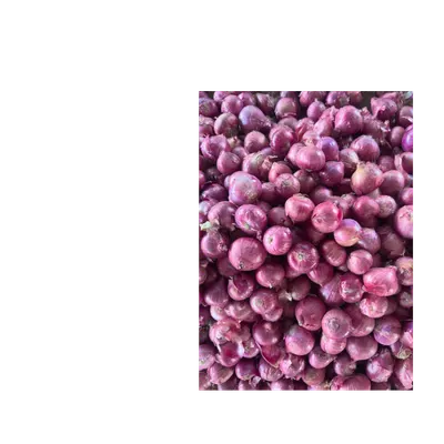 Onion - Image 2