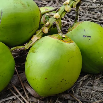 Vigneshwaran by MKV Tender coconut Exports