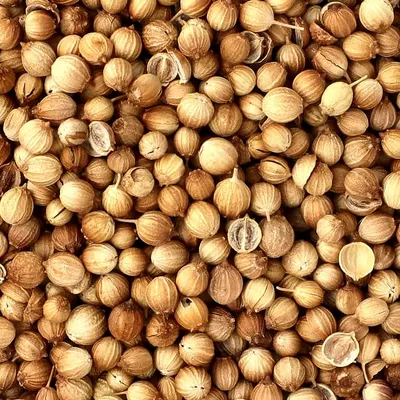 coriander seeds by RADHE SPICE & AGRI INTERNATIONAL