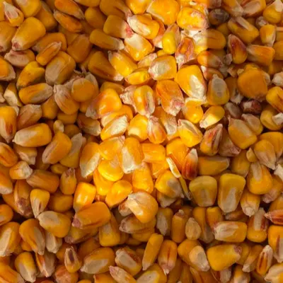 Yellow corn non GMO - Image 2