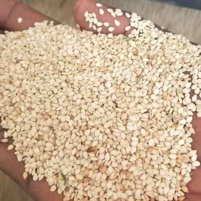 seasam seeds by Exowood store