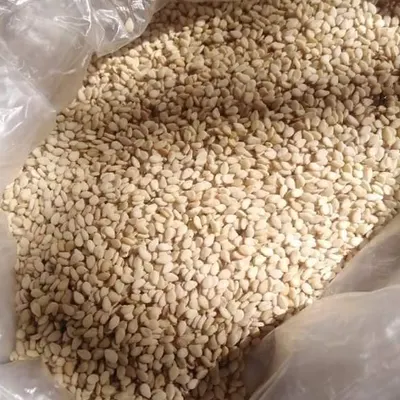 seasam seeds - Image 2