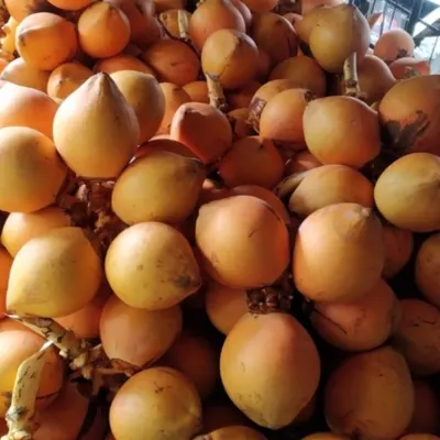 King Coconut by Ceylon Nature Agri Organic Product (PVT) LTD