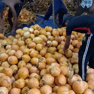 King Coconut - Image 2
