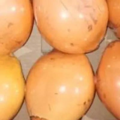 King Coconut - Image 3