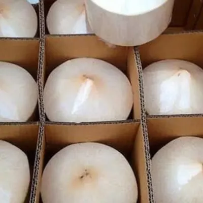 King Coconut - Image 4