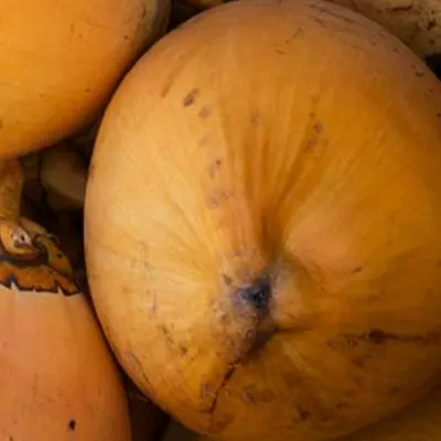 King Coconut - Image 6