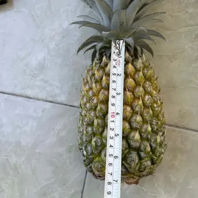 Pineapple by Ceylon Nature Agri Organic Product (PVT) LTD