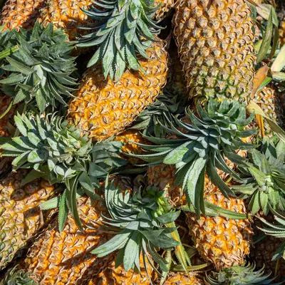 Pineapple - Image 4