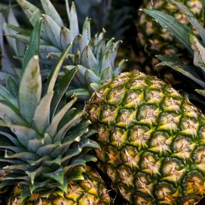 Pineapple - Image 5