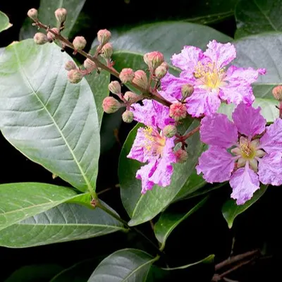 Banaba leaf extract