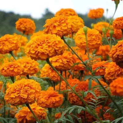 Marigold Extract by Stiriti Ayur Therapies Pvt Ltd