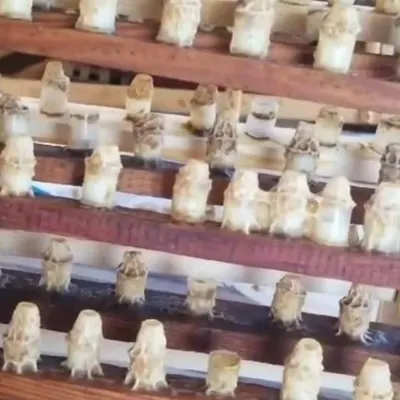 NATURAL ALBANIAN ROYAL JELLY by Koshere Dokaj