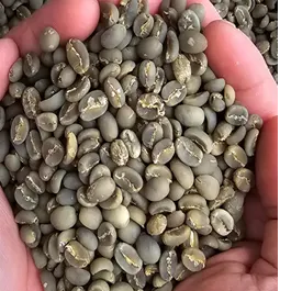 Green Coffee Beans Arabica & Robusta - Indonesia origin
