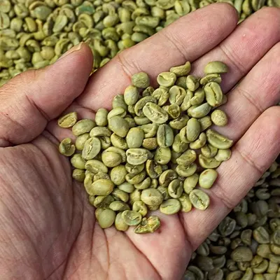 Green Coffee - Image 3