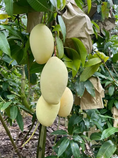 Fruit Protection Paper Bags for Mango, Durian and Other Fruits - Image 2