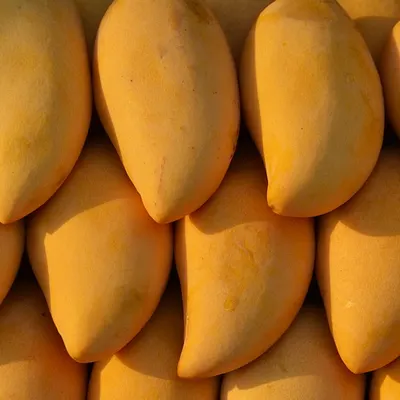 Chaunsa Mango Puree by Simta Foods Private Limited