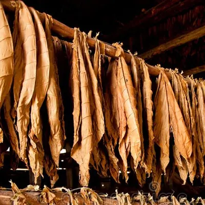 Tobacco Leaf by Tobac-cam