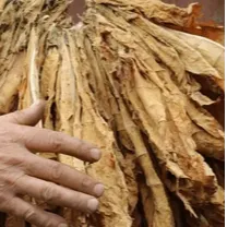 Tobacco Leaf - Image 2