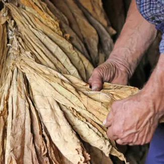 Tobacco Leaf - Image 3