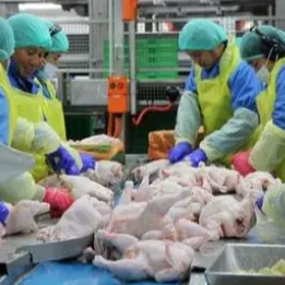 Whole Halal chicken - Image 5