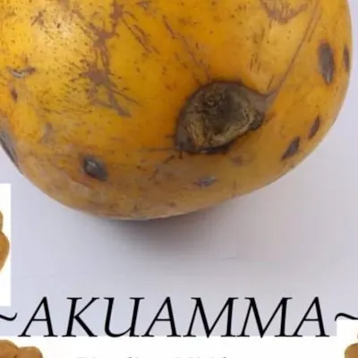 Akuamma seeds - Image 2
