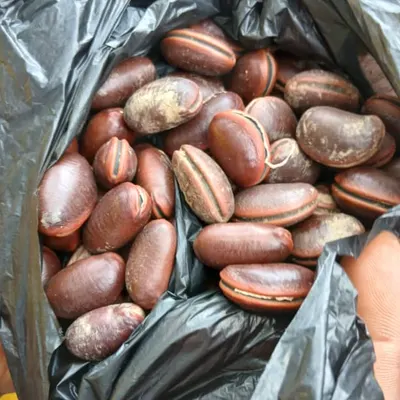 Calabar bean by SPEARSON LIMITED