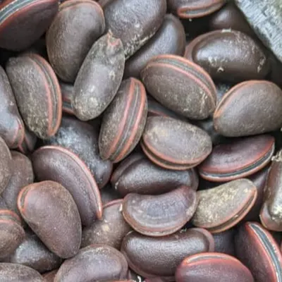 Calabar bean - Image 2