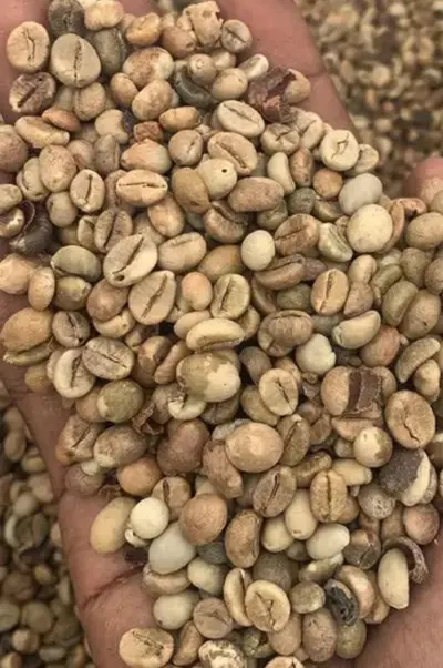 COFFEE BEANS - Image 2