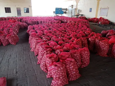 Lady Rosetta Potato for Chips Manufacturing by PATEL AGRO SPICES EXPORT