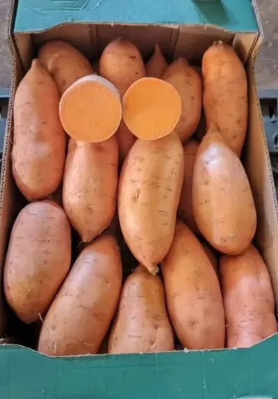 Egyptian Sweet Potato – Premium Quality Fresh - Image 6
