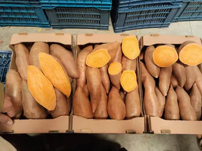 Egyptian Sweet Potato – Premium Quality Fresh - Image 3