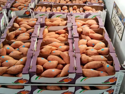 Egyptian Sweet Potato – Premium Quality Fresh by Khayrat