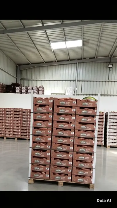 Egyptian Sweet Potato – Premium Quality Fresh - Image 2