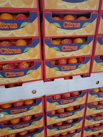 Egyptian Fresh Orange – Premium Quality - Image 5