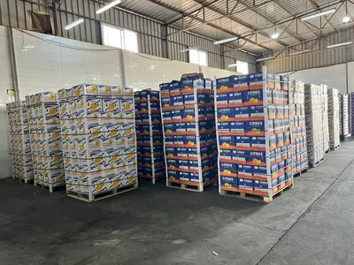 Egyptian Fresh Orange – Premium Quality - Image 7