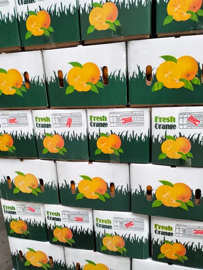 Egyptian Fresh Orange – Premium Quality - Image 6