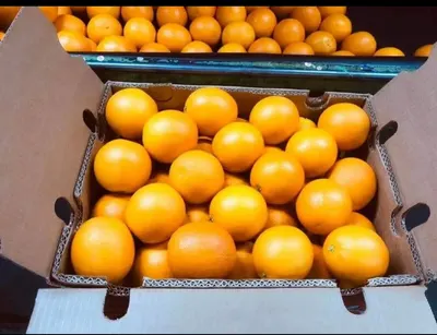 Egyptian Fresh Orange – Premium Quality - Image 4
