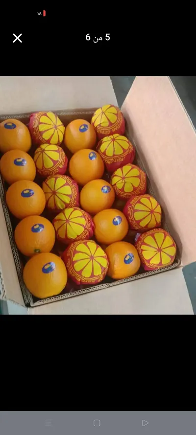 Egyptian Fresh Orange – Premium Quality by Khayrat