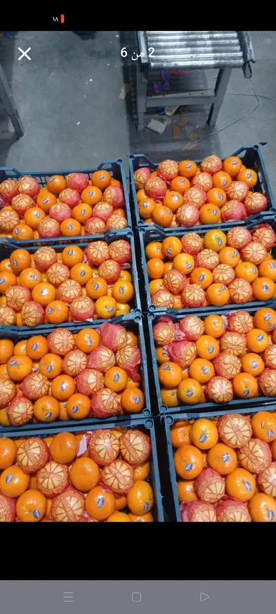 Egyptian Fresh Orange – Premium Quality - Image 3