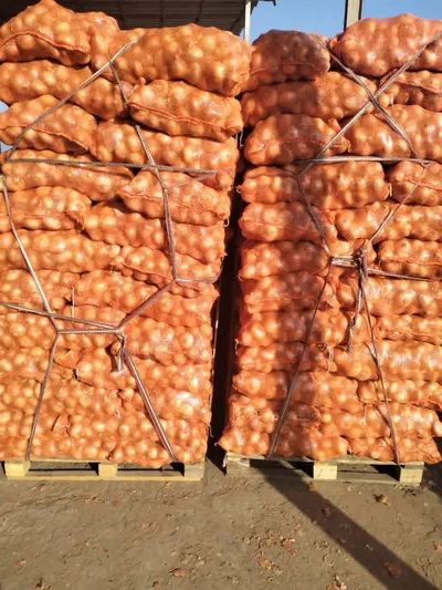 Egyptian Fresh Onion – Premium Quality - Image 5