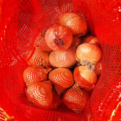 Egyptian Fresh Onion – Premium Quality - Image 2