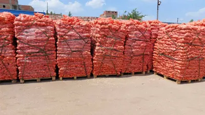 Egyptian Fresh Onion – Premium Quality