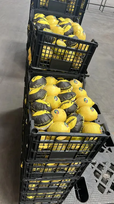 Fresh lemon Eureka A