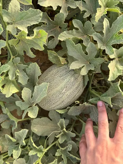 Cantaloupe