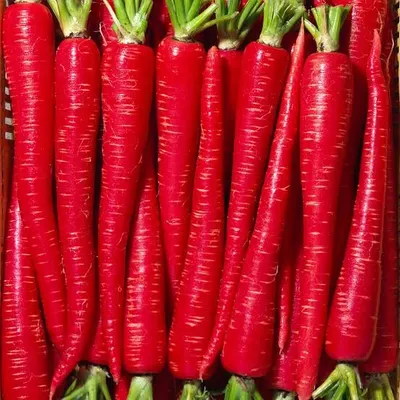 Fresh Mathania Red Carrots for Export by VegTradeHub