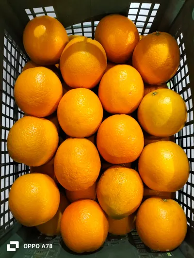 Egyptian Valencia Oranges - Image 4